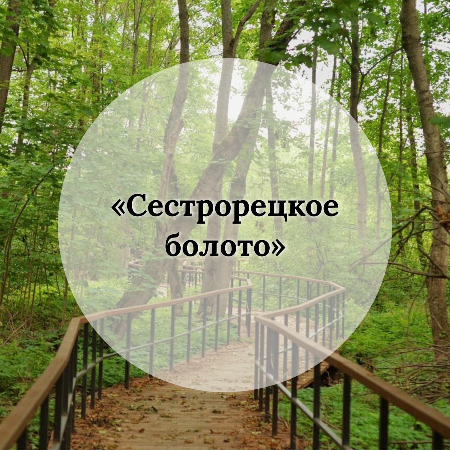 Пешеходный познавательный маршрут «СЕСТРОРЕЦКОЕ БОЛОТО» по заказнику "Сестрорецкое болото"