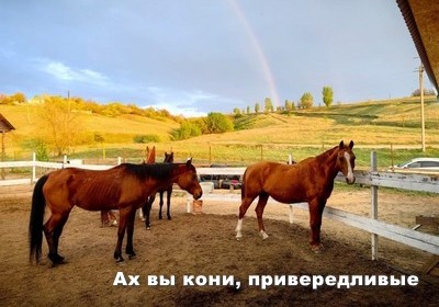 "Ах вы кони, привередливые".