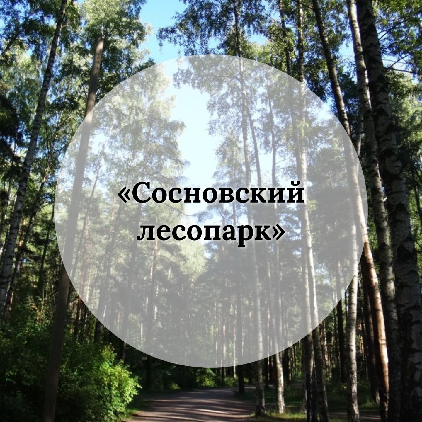 Пешеходный познавательный маршрут «СОСНОВСКИЙ ЛЕСОПАРК» по территории Сосновского лесопарка